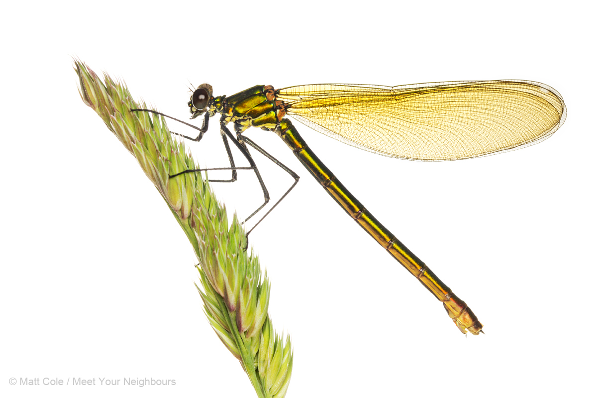 MYN Banded Demoiselle female